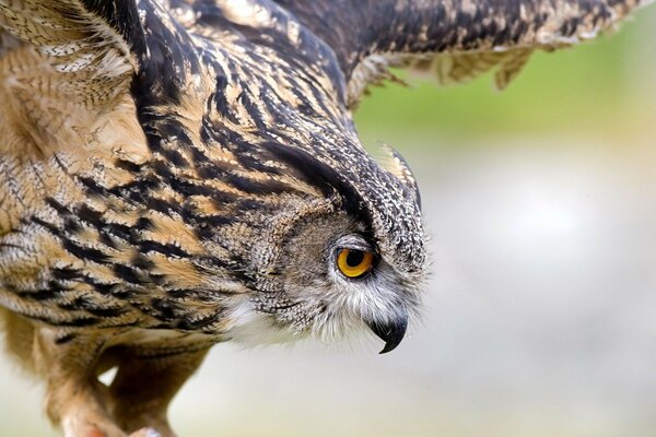 Raubvogel auf dem Desktop