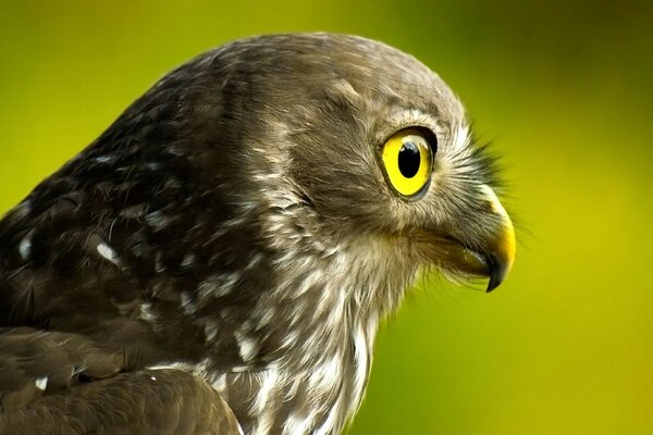 Fotografía de primer plano de un pájaro