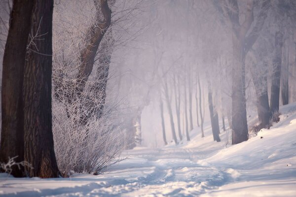 Cold and winter forest frost