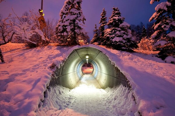 Un túnel inusual en el bosque como en un cuento de hadas