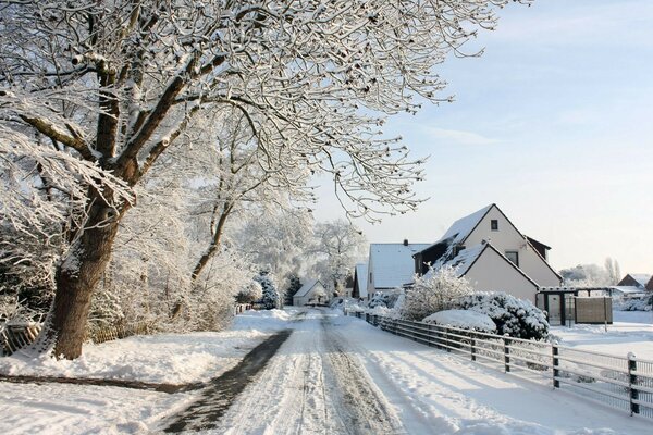 A snow tree in a cold winter