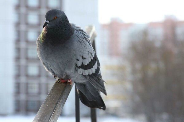 A pigeon with a thoughtful look