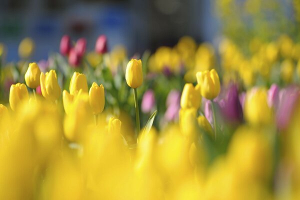 Field of yellow and pink Tulips