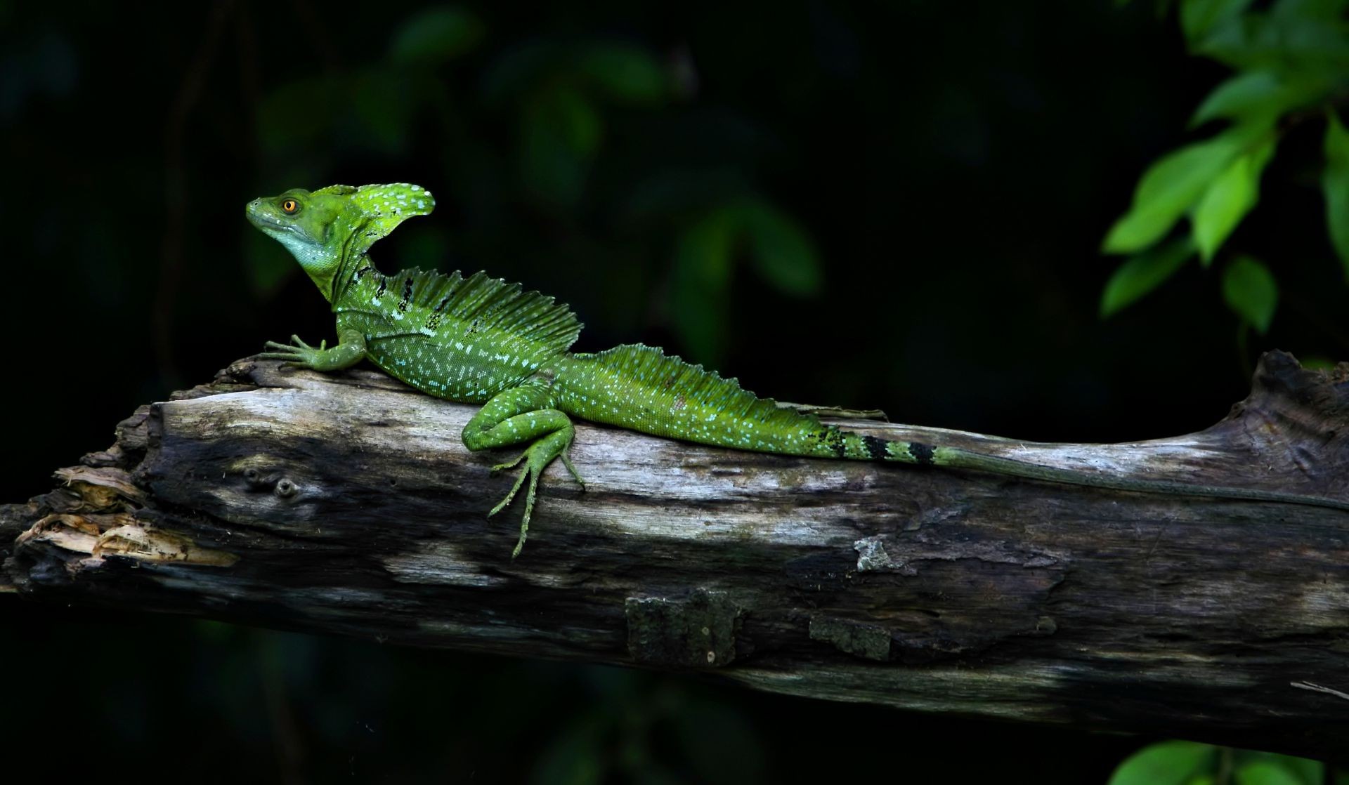 animaux lézard gazebo forêt tropicale faune dragon caméléon bois arbre à l extérieur nature feuille gecko tropical vue latérale jungle zoo unique lumière du jour