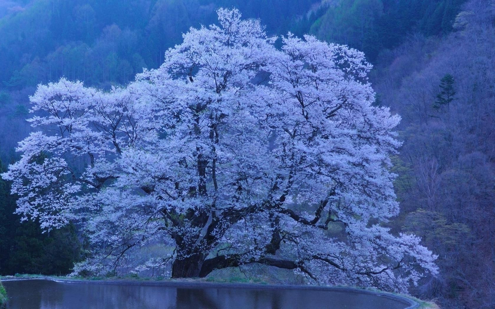 湖泊 树木 景观 雪 冬天 风景 户外 木材 自然 霜冻 季节 寒冷 天气 日光 冰冻 树枝 水 冰