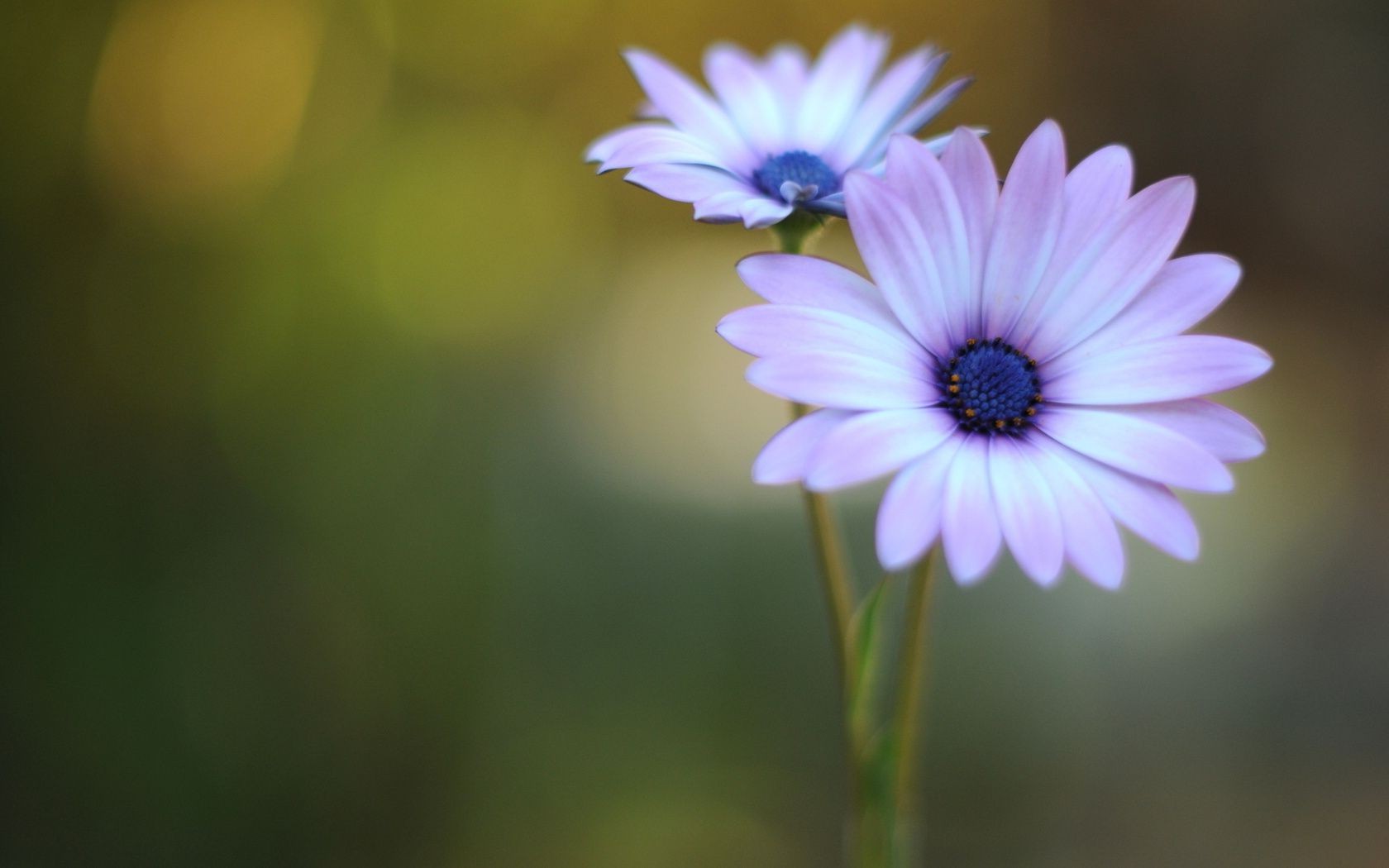 kwiaty kwiat natura flora lato liść ogród kolor jasny płatek zbliżenie bluming piękny wzrost