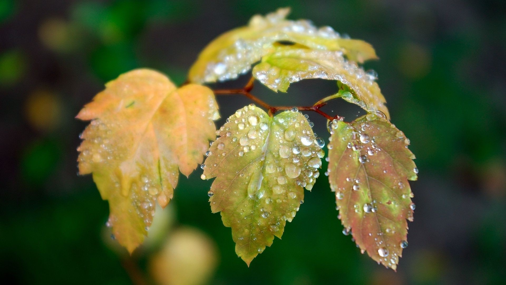 leaves leaf nature fall outdoors flora rain tree park dew growth garden environment color light lush