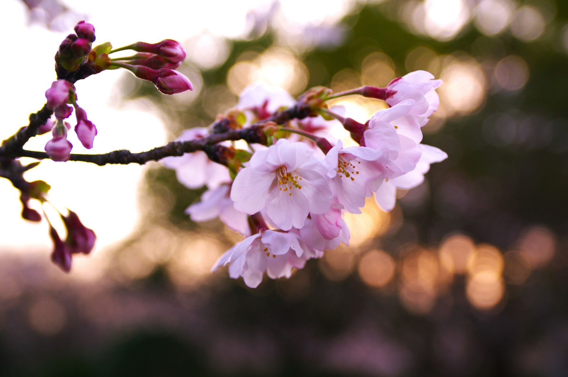 fleurs fleur nature cerise branche arbre jardin flore feuille pomme bluming copain pétale flou à l extérieur croissance floral délicat dof beau temps