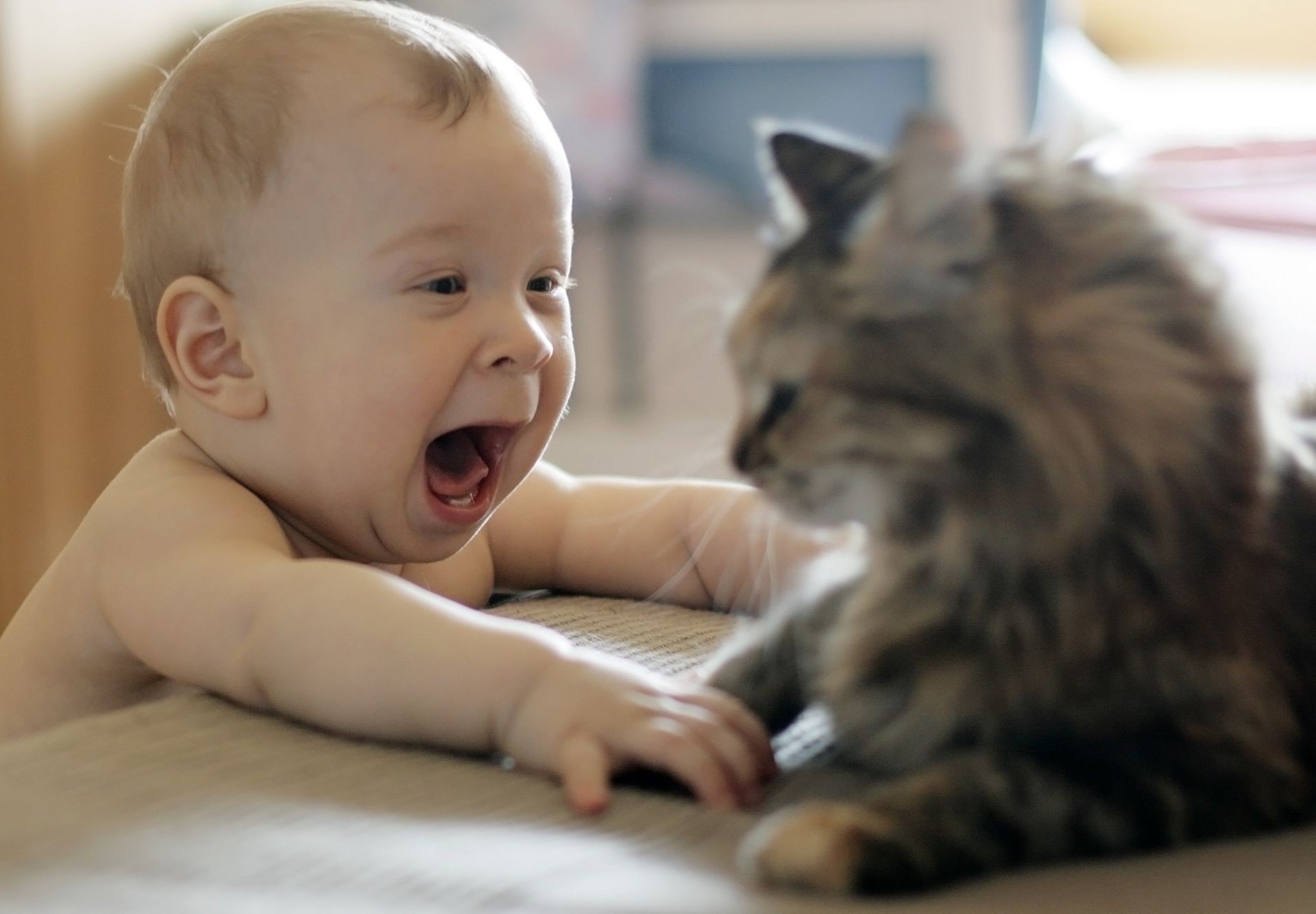 children with animals child cute indoors one facial expression room portrait little cat boy baby youth girl furniture curiosity family mammal happiness