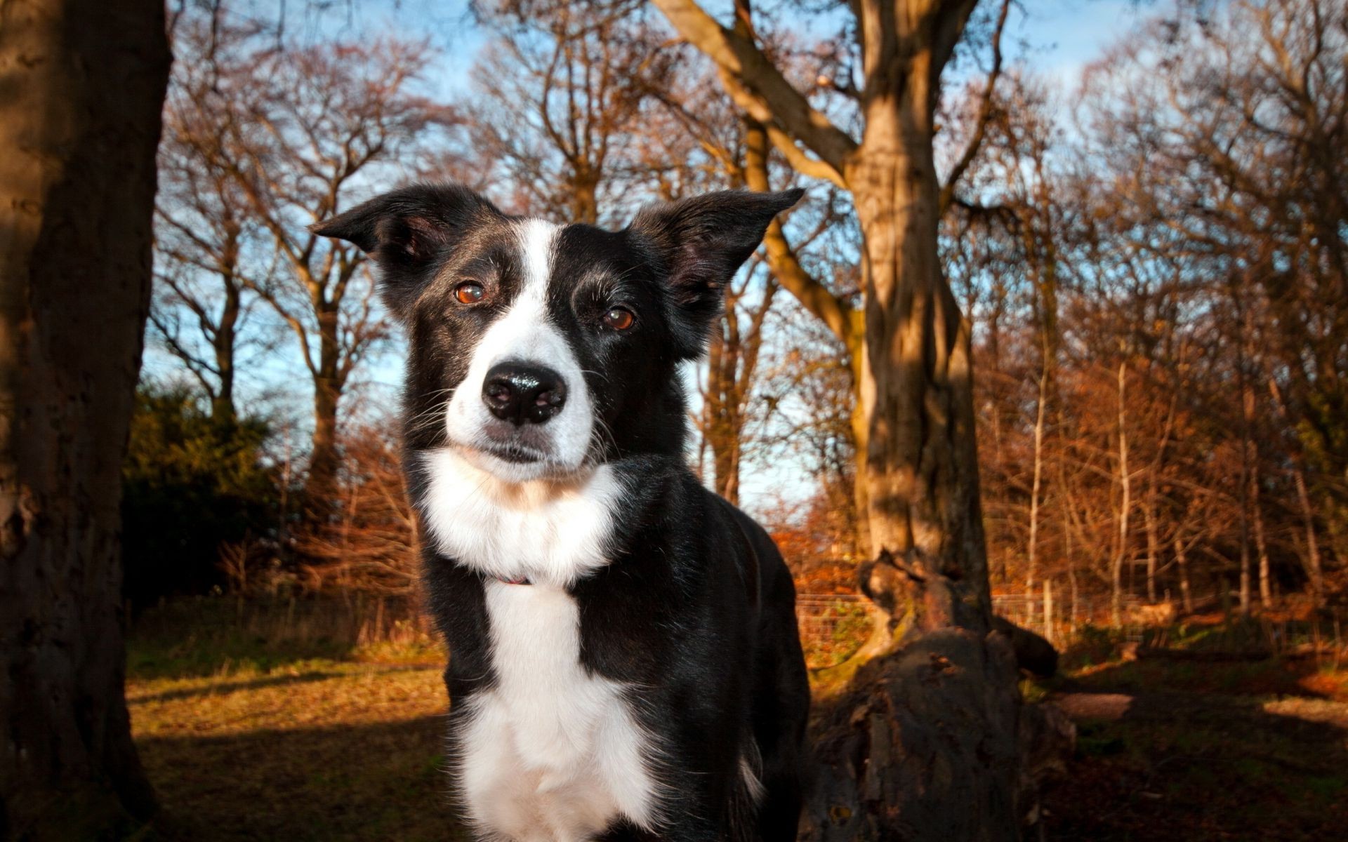 cães ao ar livre cão fofa