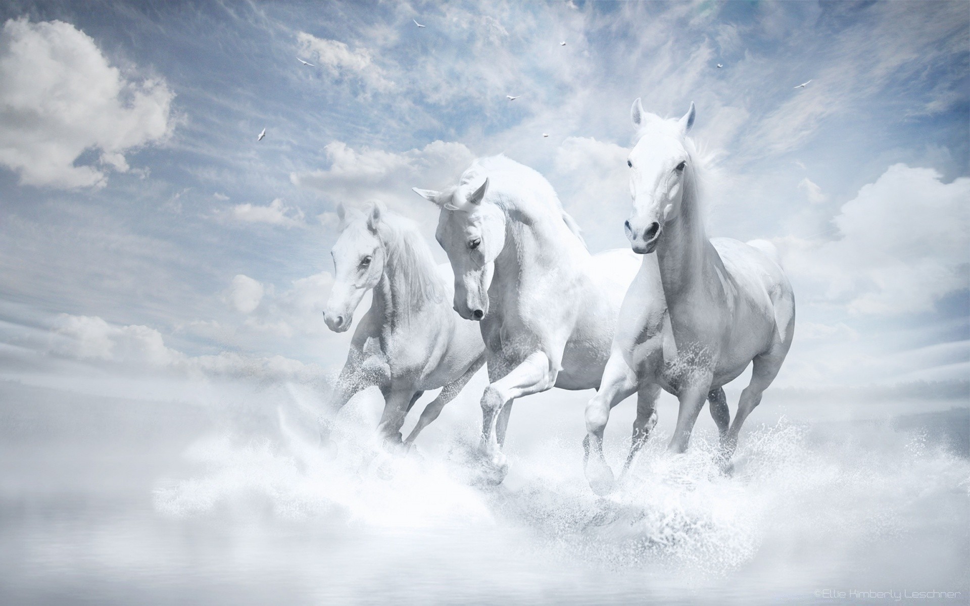 creative cavalry mammal horse mare stallion equestrian equine animal sitting mane sky farm freedom pony