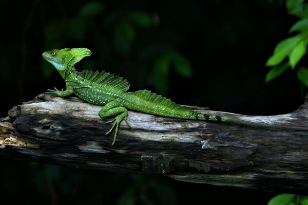 Lagarto feo de la naturaleza