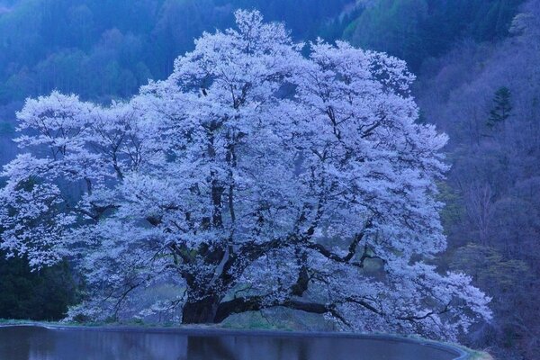 Winter landscape. White tree on the lake shore