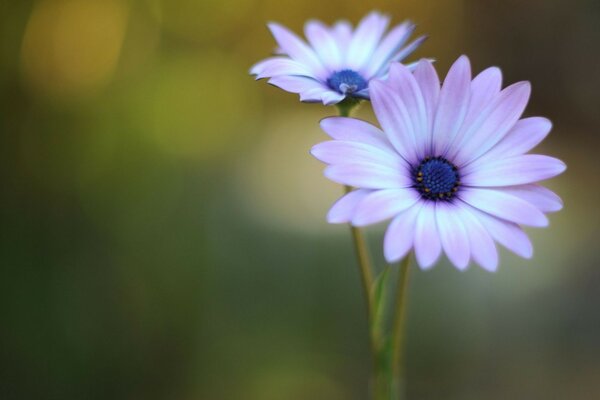 Été chaud belle fleur