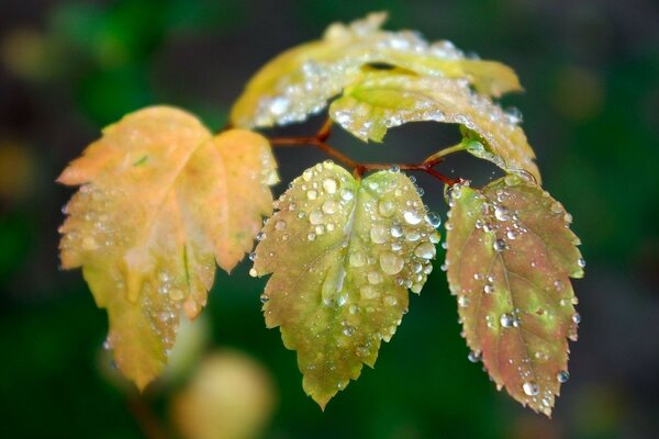 Macro folhagem orvalho ramo