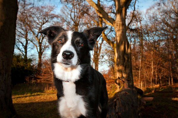 Bobik s morning walk through the forest