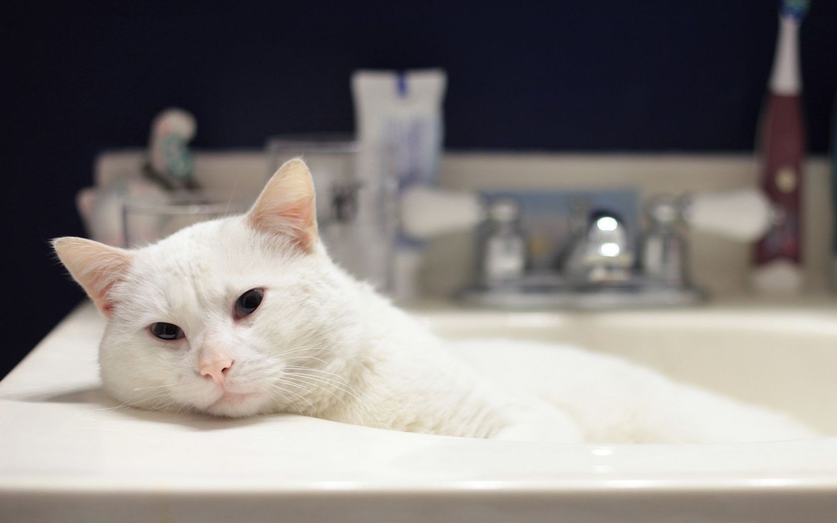 katze katze porträt säugetier haustier drinnen niedlich ein kätzchen tier auge