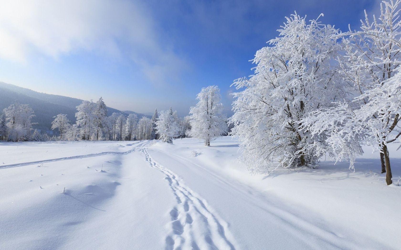 winter snow cold frost frozen ice weather wood snowy landscape scenic season mountain track frosty tree powder snowdrift snowstorm