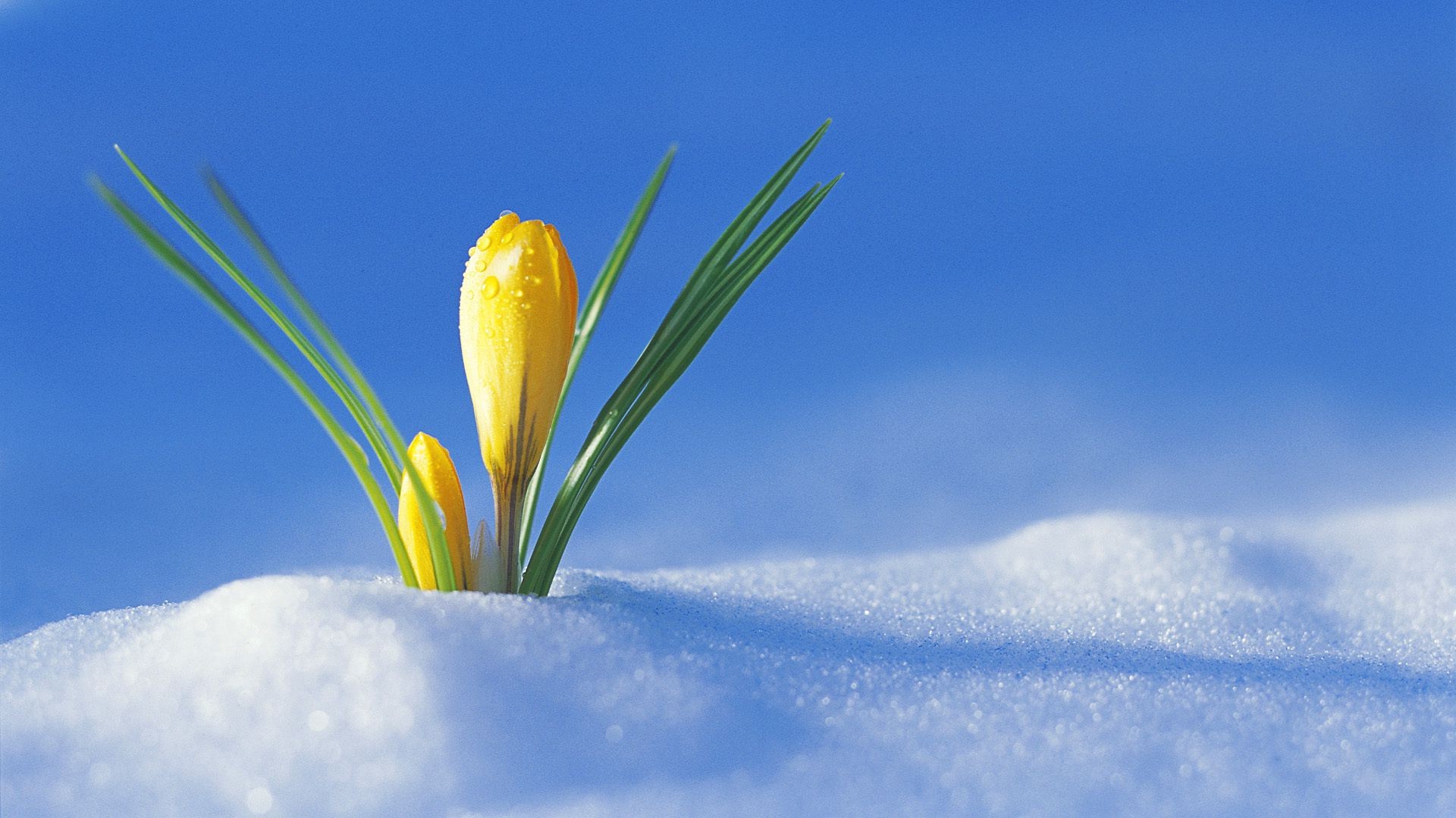 fleurs sur la neige nature été à l extérieur lumineux beau temps feuille fleur flore neige couleur saison croissance