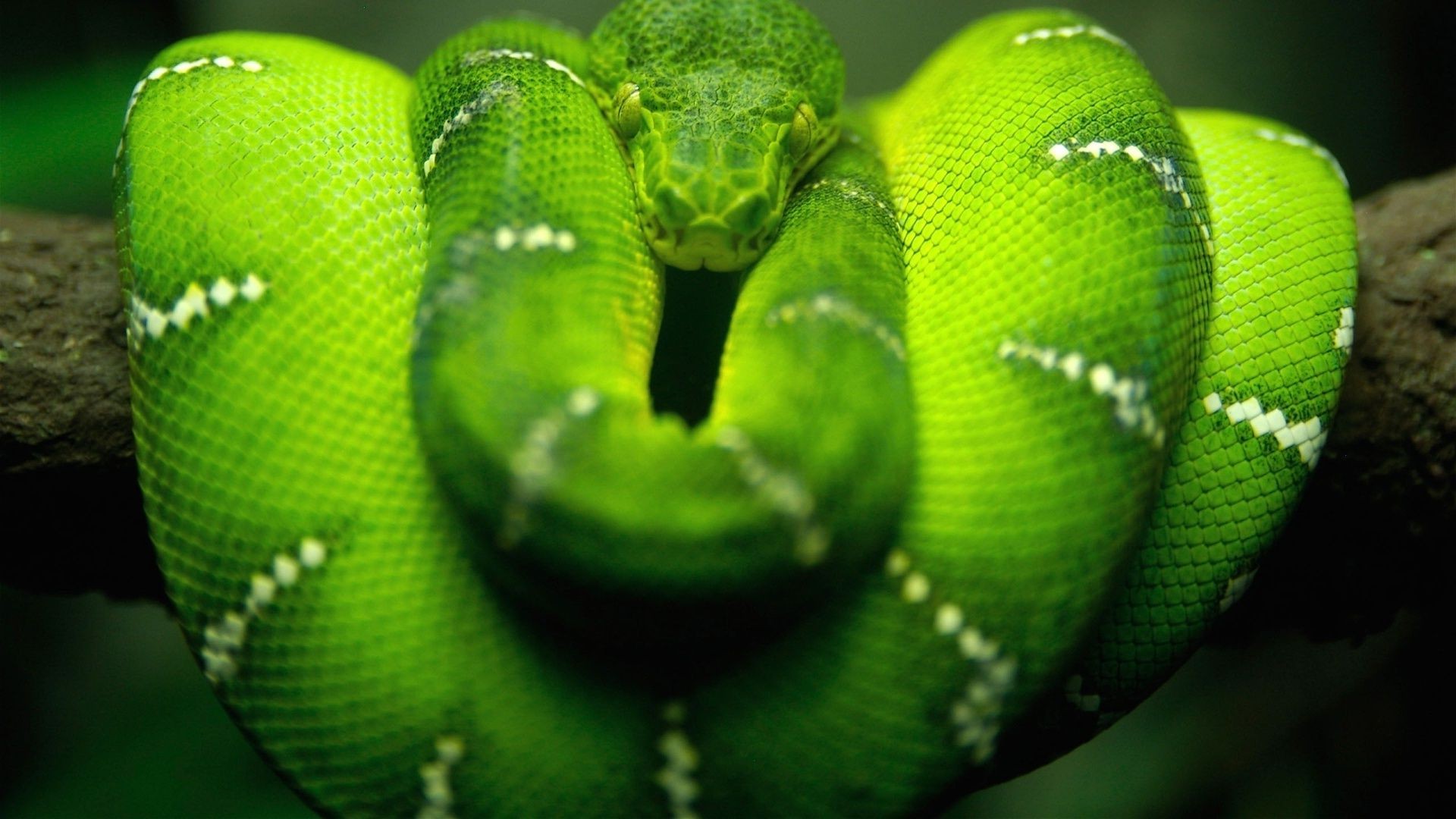 animales serpiente gazoo pitón boa viper veneno veneno peligro vida silvestre abotonar animal cobra serpiente de cascabel mortal exótico piel escala naturaleza deslizarse