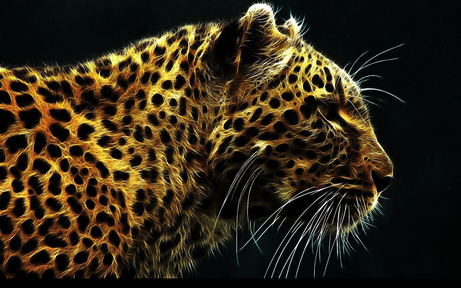 leopards cat leopard mammal wildlife predator animal danger