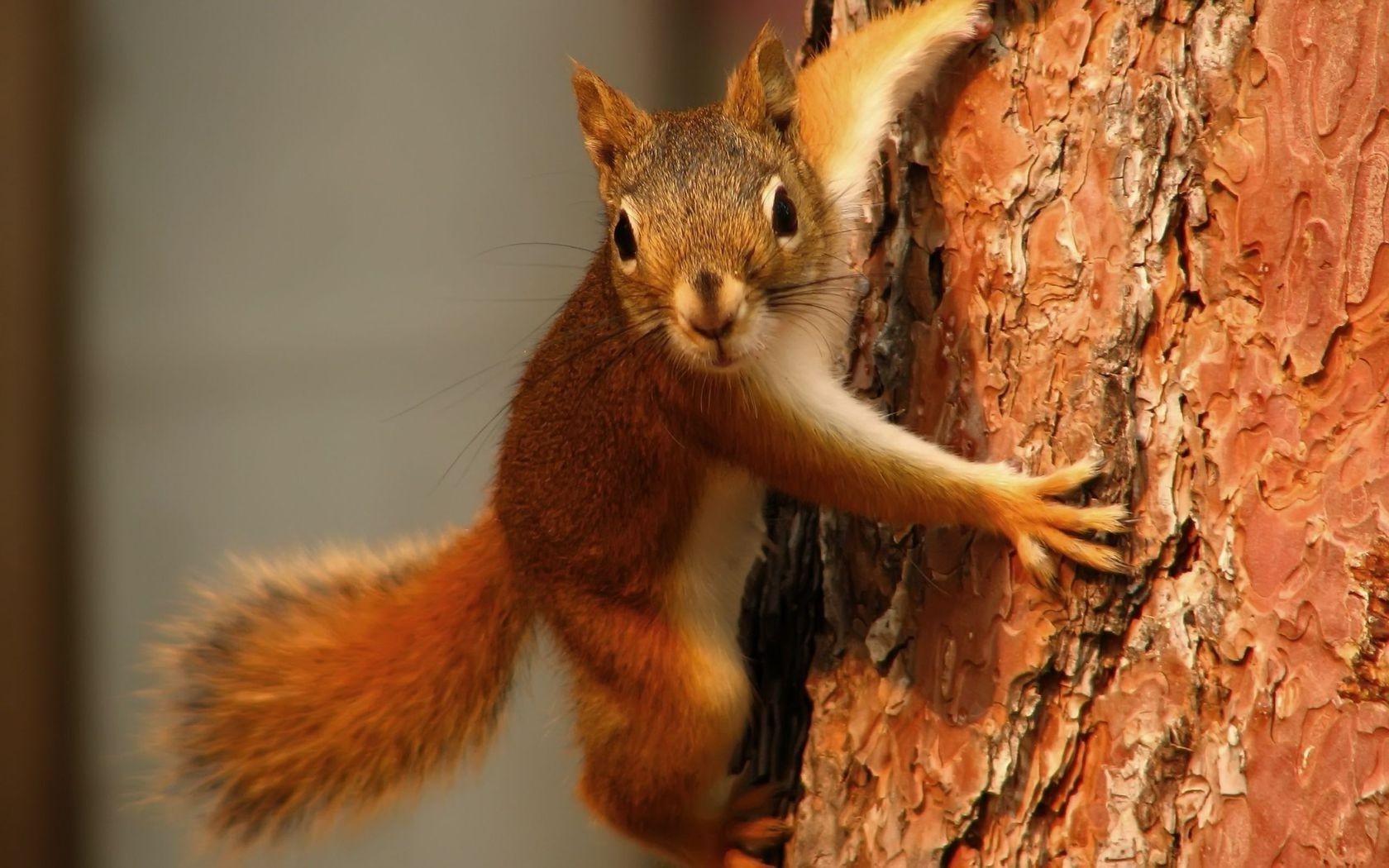 proteins mammal wood wildlife nature squirrel fur cute animal outdoors rodent wild tree one