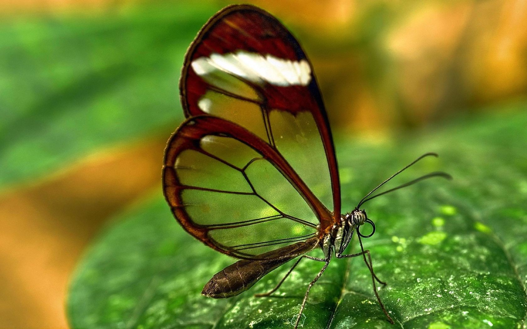 goccioline e acqua insetto natura farfalla estate foglia all aperto fauna selvatica invertebrati flora biologia giardino luminoso ambiente colore erba piccolo selvaggio animale