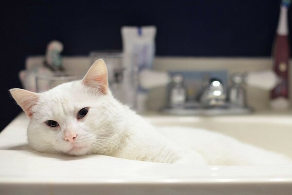 Chat blanc dans la salle de bain