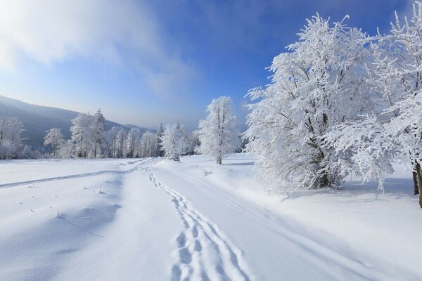 A well-trodden path in the winter forest