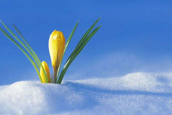 The first flower pecks through the snow