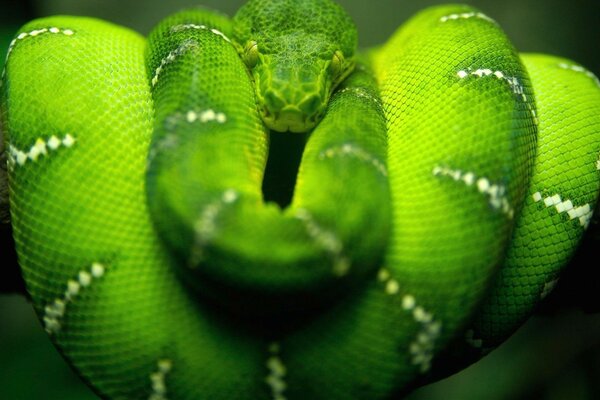 Pitão verde em uma árvore