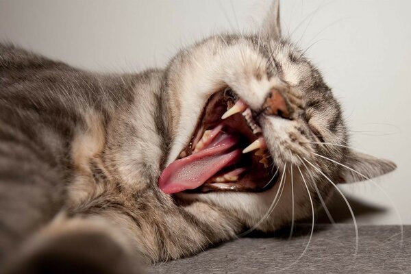 Cute cat yawns at sunrise