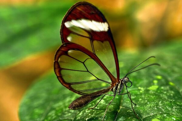 Mariposa con alas transparentes en la hoja