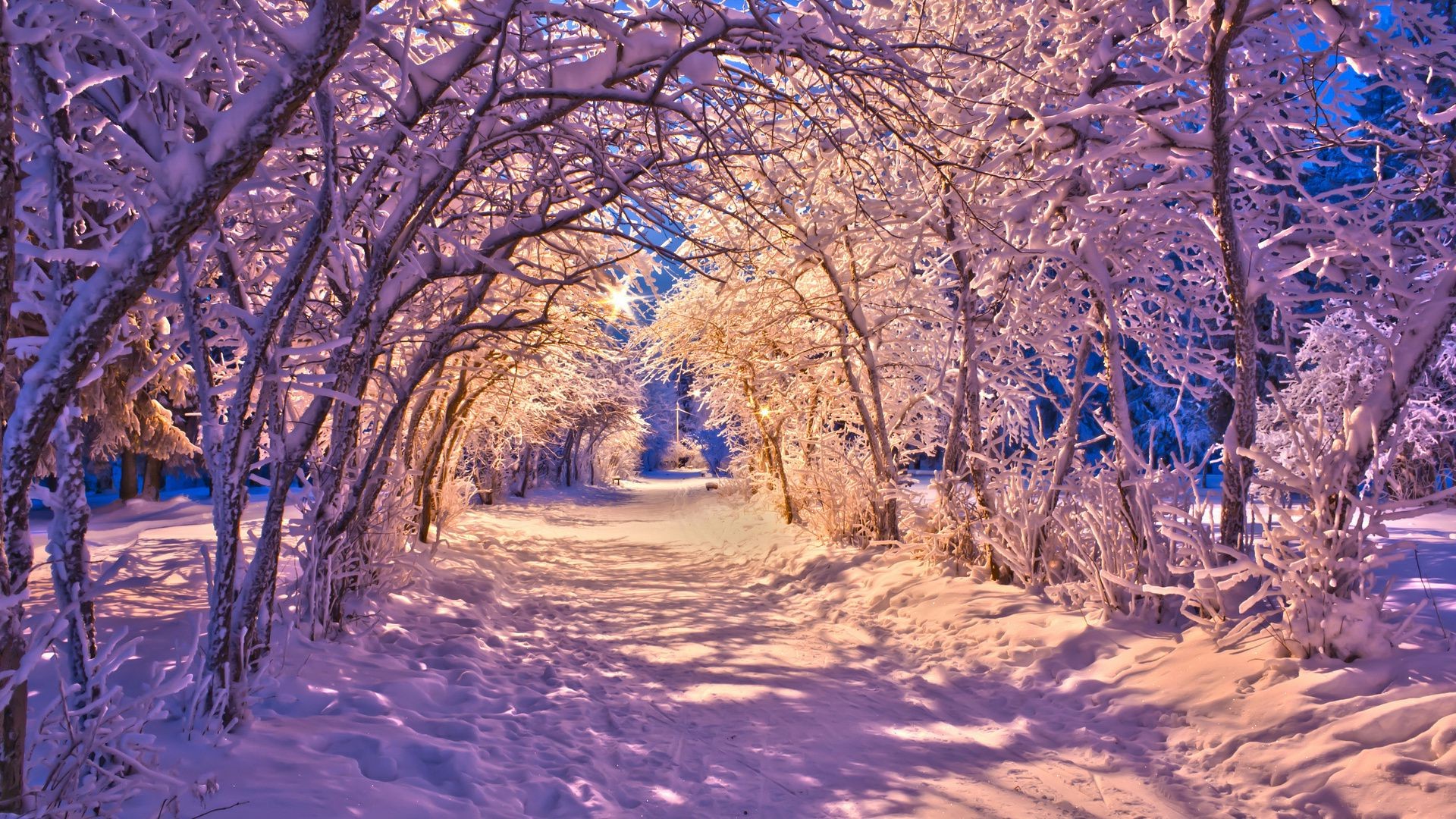 winter tree snow branch wood landscape season cold frost scenic nature frozen park fair weather ice snow-white scene scenery outdoors