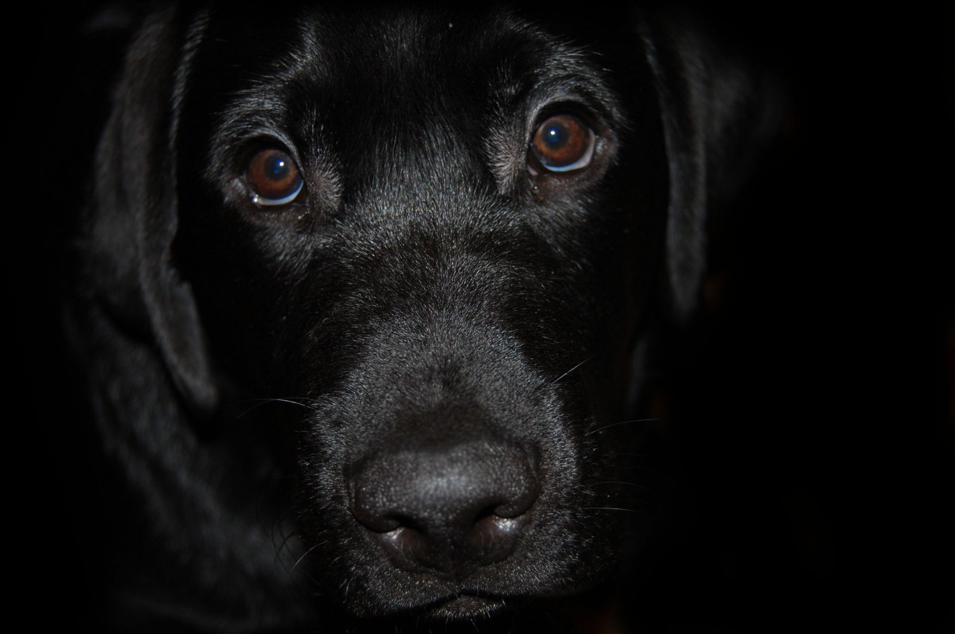 chien chien cynologue portrait animal mignon mammifère animal chiot studio retriever oeil unique race aperçu labrador retriever