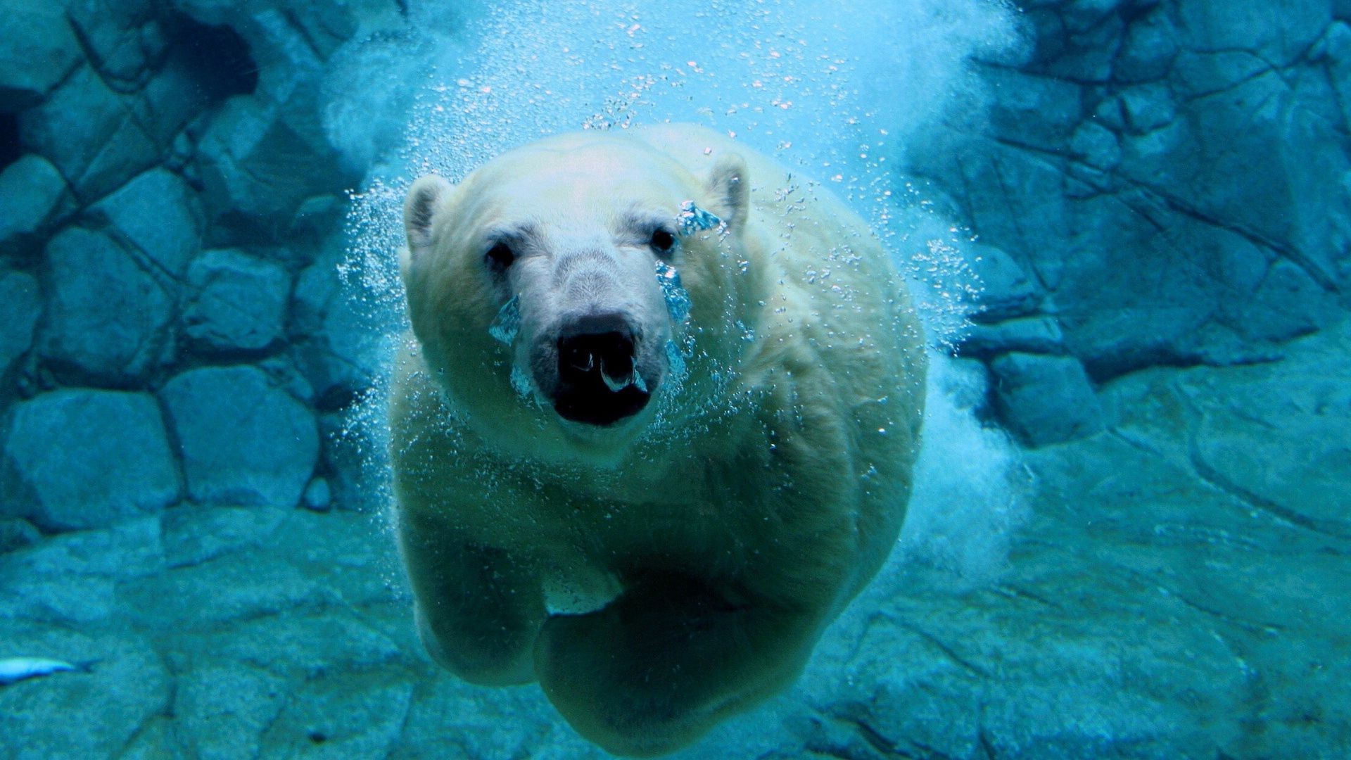 bears underwater water swimming ocean sea wildlife fish nature marine