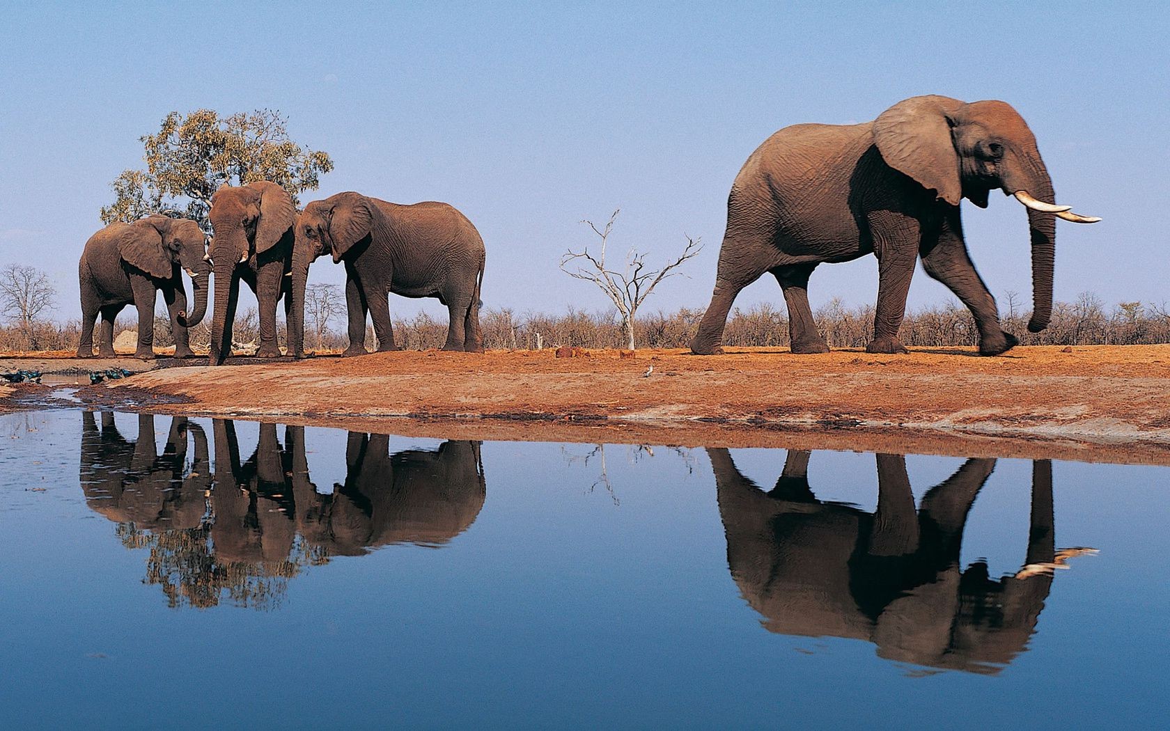 elephants mammal elephant wildlife water outdoors daylight two travel animal