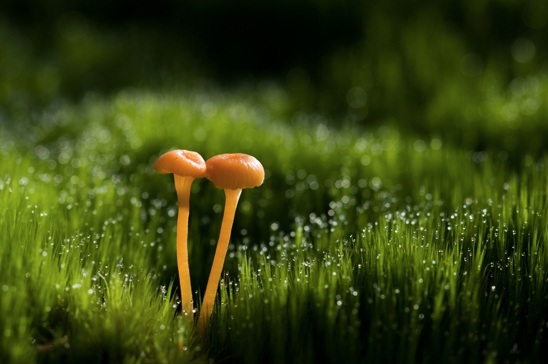 piante erba natura fieno estate crescita fungo flora campo foglia pascolo cibo all aperto