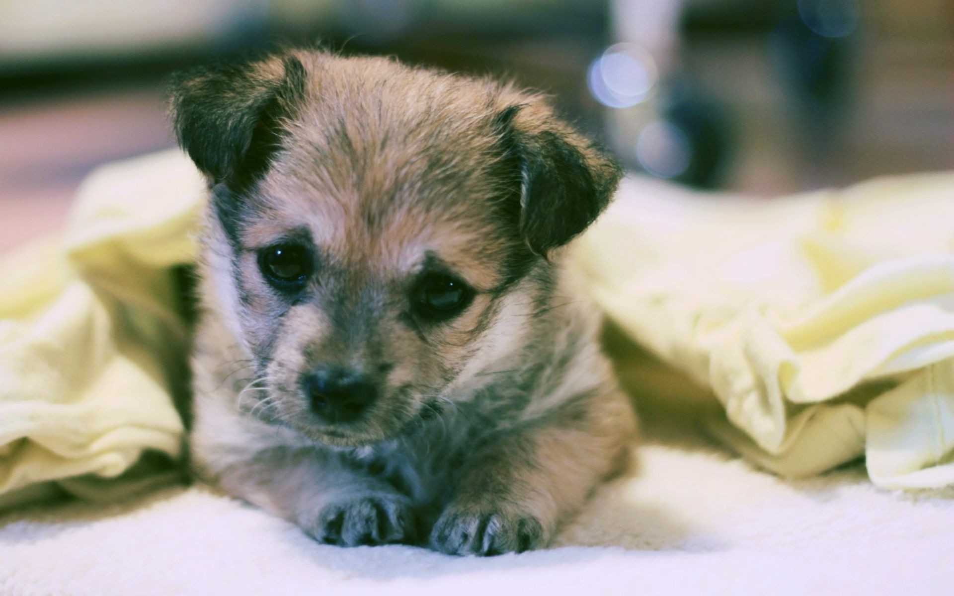 köpekler sevimli köpek memeli evde beslenen hayvan küçük köpek eğitmeni hayvan portre köpek yavrusu genç yerli