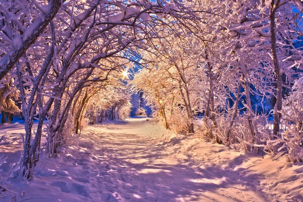 Los rayos del sol a través del bosque de invierno