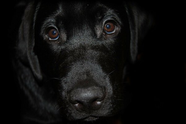 The muzzle of a black dog with intelligent eyes