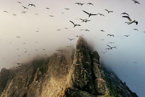 Hohe Felsen im Nebel mit Vögeln