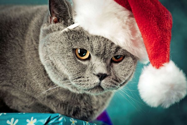 Gato de peluche británico con sombrero de año nuevo