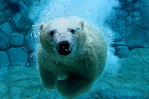 北极熊在海洋水下
