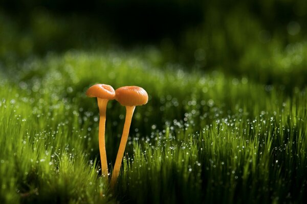 Champignons d été sur la pelouse verte