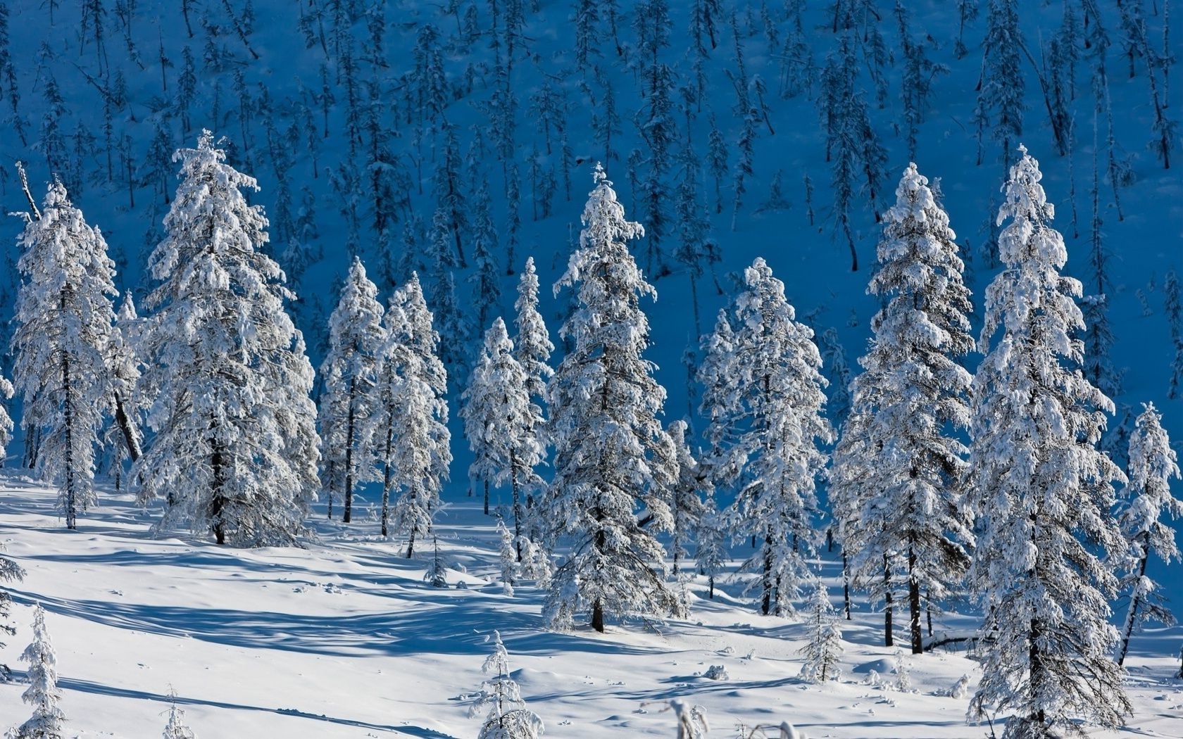 hiver neige gel froid bois congelé glace saison sapin arbre noël nature givré pin paysage