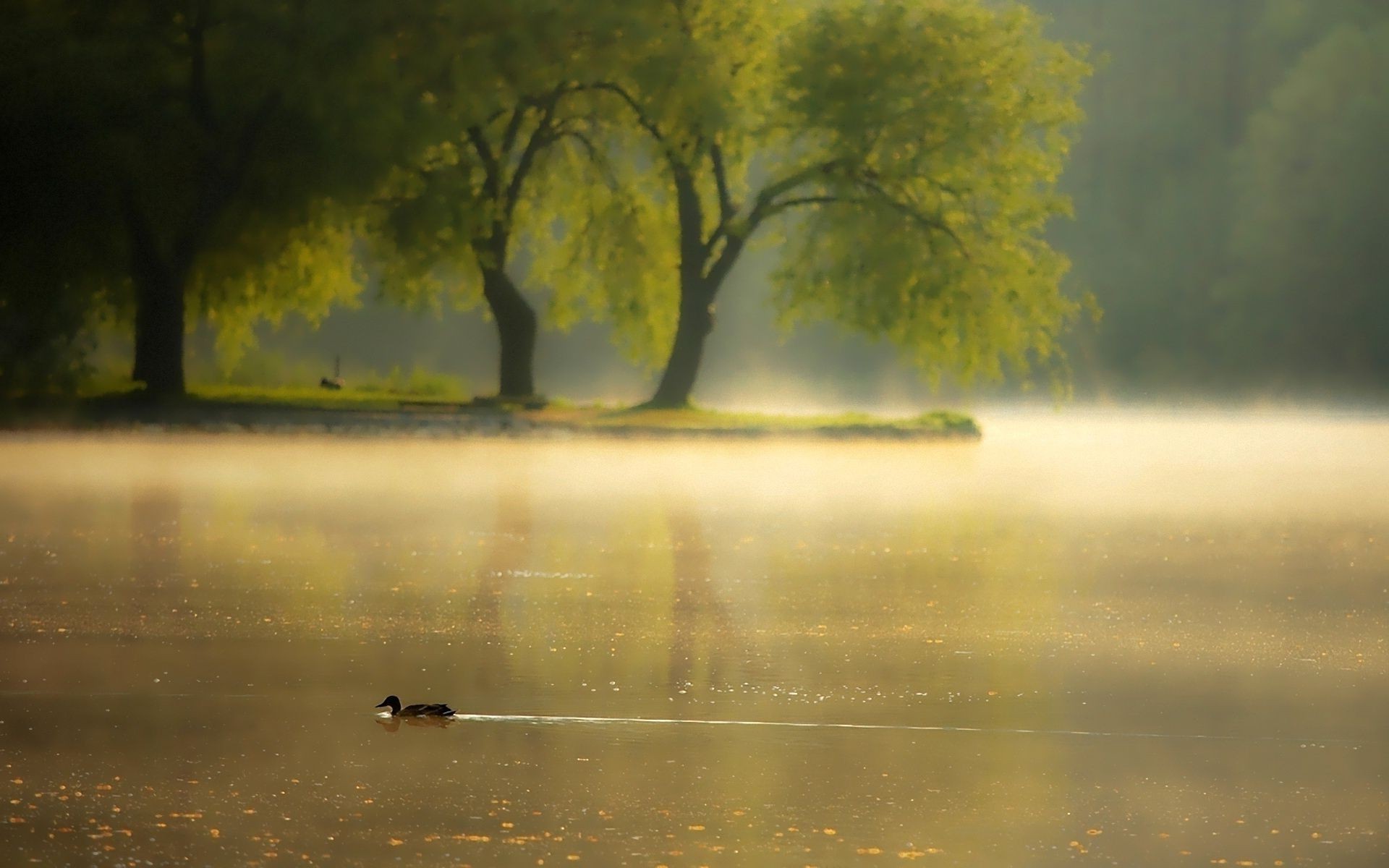 tiere baum nebel dämmerung herbst nebel wasser landschaft natur im freien holz reflexion see licht sonnenuntergang hintergrundbeleuchtung regen park sonne blatt