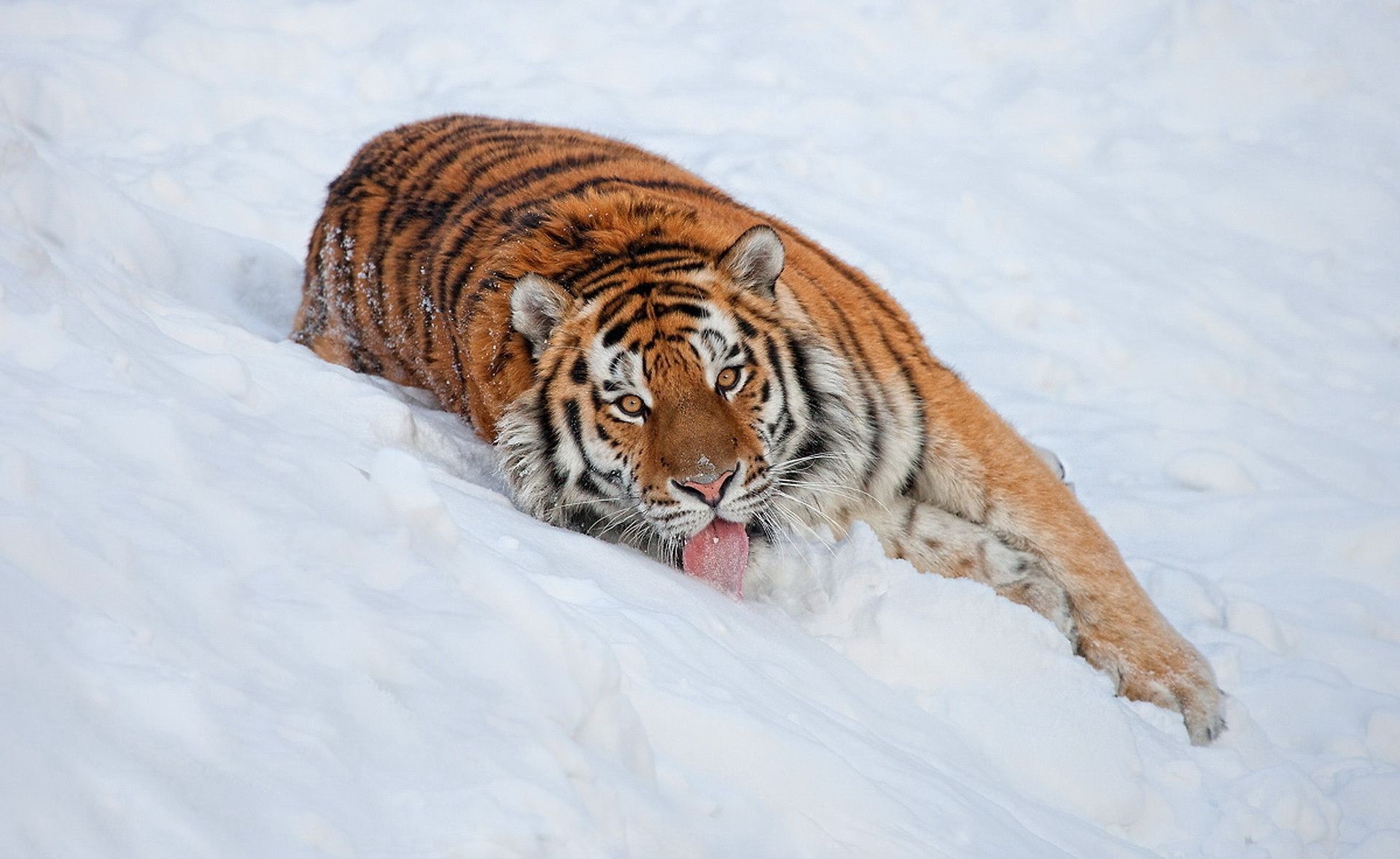 tigres hiver neige faune mammifère nature tigre chat prédateur fourrure froid sauvage