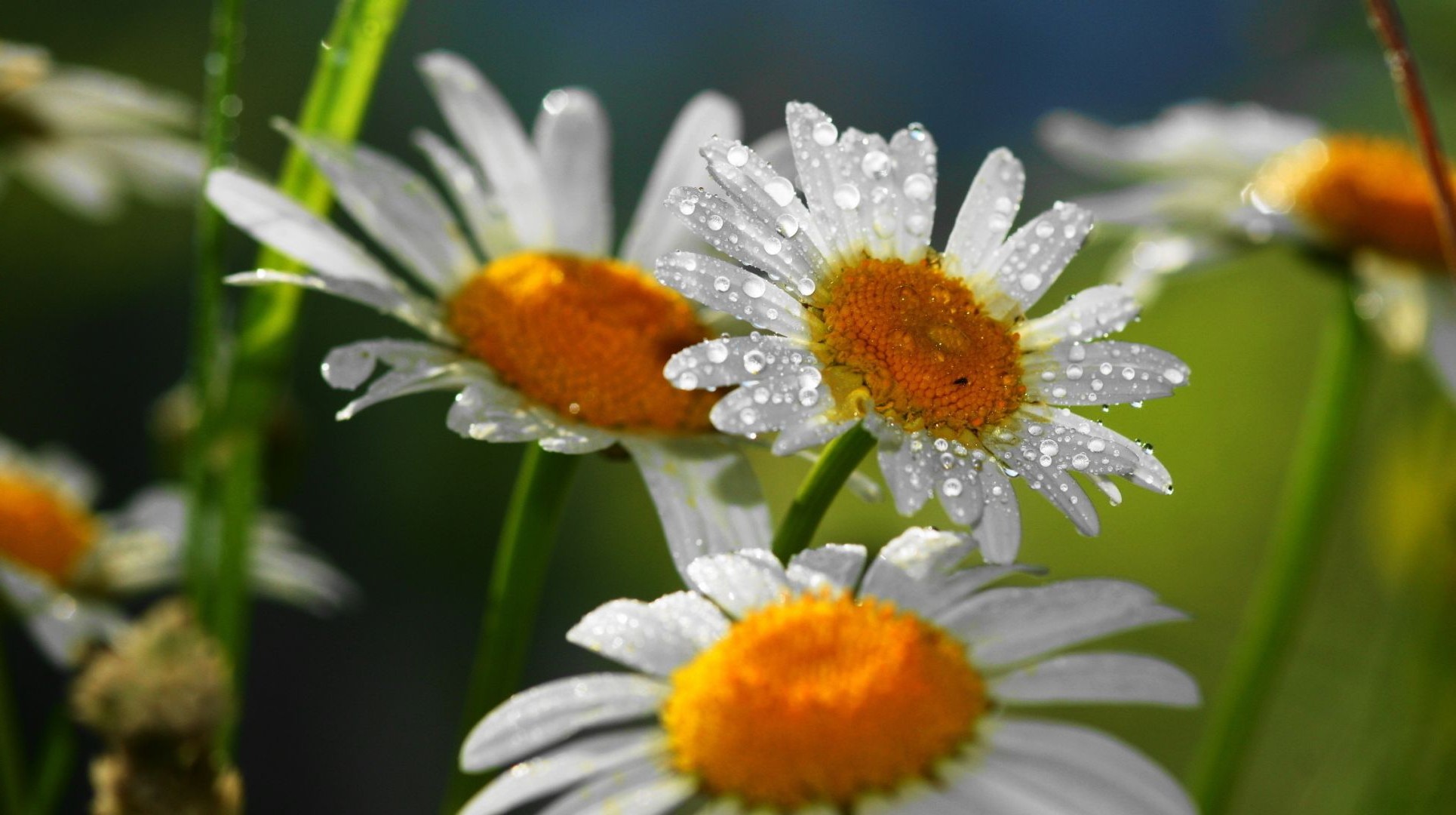 margaritas naturaleza flora flor verano hoja jardín primer plano brillante salvaje crecimiento floral pétalo color temporada floración