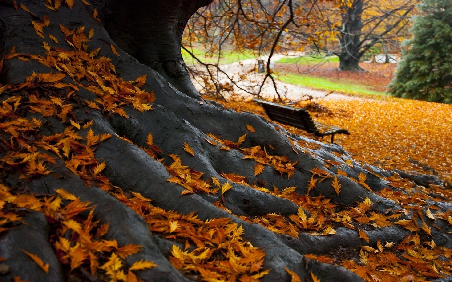 trees fall leaf tree wood maple outdoors park landscape season nature gold change scenic environment